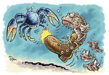 Toadfish boots the bluecrab