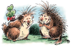 porcupine love